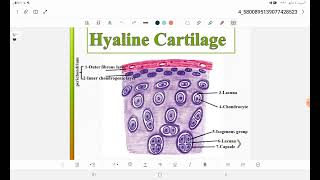 Cartilage [upl. by Sisto]