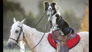 Best Of Awesome Border Collies [upl. by Purdy]