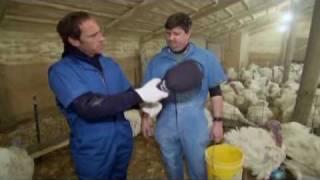 Mike Rowe Dirty Jobs Turkey Insamination [upl. by Ydnih750]