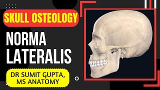 NORMA LATERALIS  SKULL [upl. by Leahcin904]