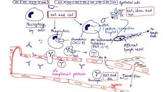 Brandls Basics Innate immune response to extracellular bacteria [upl. by Audrit]