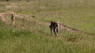 Leopard chases after jackal and then runs away from it [upl. by Dazhahs249]