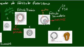 Desenvolvimento do Folículo Ovariano [upl. by Araed]