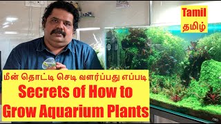 How to Grow Aquarium Plants in Tamil  அகுவாரியம் செடிகள் வளரும் ரகசியங்கள்  Best Aquarium Secrets [upl. by Theurich156]