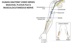 Musculocutaneous Nerve [upl. by Maximilianus464]