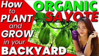 Paano Magtanim ng Sayote na Organic sa BakuranHow to Plant Backyard Organic Chayote [upl. by Tristram]