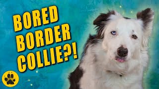 How To Keep a Border Collie Occupied [upl. by Gorlicki]