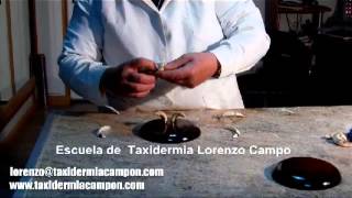 Curso de Taxidermia capitulo 3 Montaje de Colmillos [upl. by Melisent834]