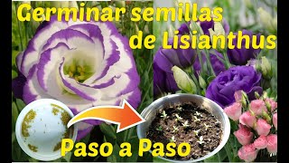 Como Germinar semillas de Lisianthus Eustoma grandiflorum paso a paso con resultados [upl. by Erbe925]