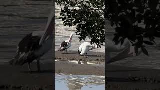 Australian pelicans Pelecanus conspicillatus nature birds birdslover bird [upl. by Ambrogino583]