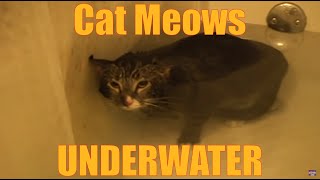 Cat Meows Underwater ORIGINAL VIDEO [upl. by Nahn]