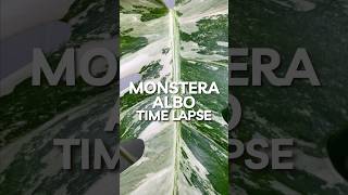 Leaf unfurls in 13 days monsteraalbo houseplants [upl. by Erdnoed]