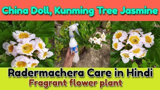 China Doll Radermachera plant Care in Hindi Fragrant Scented flower plant [upl. by Eadwine]