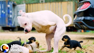 2Legged Dog Has The Cutest Reaction To His Foster Puppies  The Dodo [upl. by Araz]