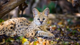 Serval Africas Stunning Wildcat [upl. by Gehlbach]