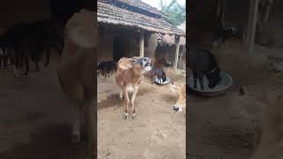 moving of tongue of a Cow [upl. by Picco]