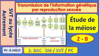 Etapes de la méiose transmission de linformation génétique par reproduction sexuée [upl. by Nnasus]