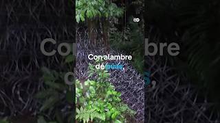 Con alambres de púas Panamá empieza a cerrar la frontera con Colombia [upl. by Cutter439]