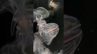 Comb Jellies [upl. by Packer]