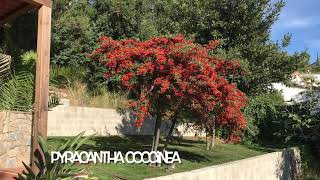 Pyracantha coccinea [upl. by Drew710]