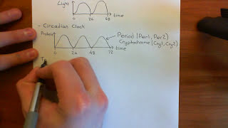 Circadian Rhythms Part 1 [upl. by Faunia]