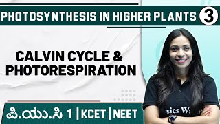 PHOTOSYNTHESIS IN HIGHER PLANTS  03  Calvin Cycle amp Photorespiration  PUC 1  KCET  NEET [upl. by Llien]