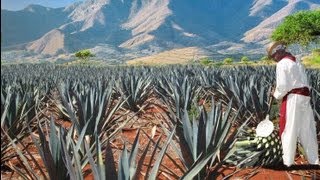 The process of Tequila [upl. by Asiram]