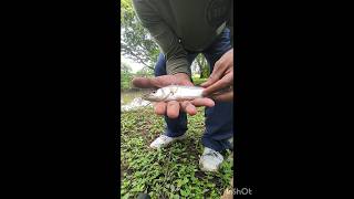 Mini robalito snook robalo pesca pescando panama catchandrelease fishing [upl. by Amikan]