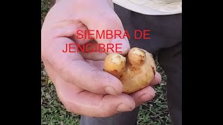 SIEMBRA DEL JENGIBRE PARTE 1 [upl. by Yanahc]