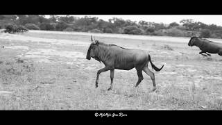 Cheetahs hunting wildebeest [upl. by Fortin784]