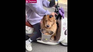 The golden retriever goes out with his puppy and owner😂 [upl. by Attaynik]