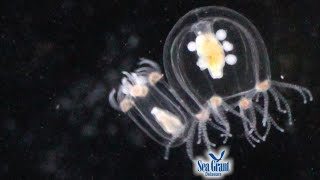 15 Second Science  Zooplankton [upl. by Halet450]