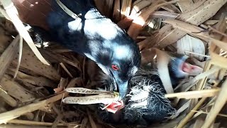 EP6Greater coucal bird Food for frogs and locusts for her baby to eat  Review Bird Nest [upl. by Annauqal]