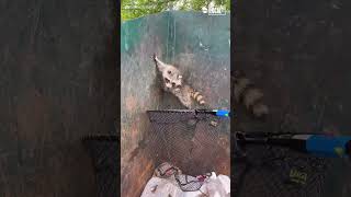 Hero rescues raccoons trapped in dumpster [upl. by Ennaeus134]