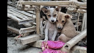 Carabayllo Extorsionadores matan perritos de un albergue porque dueños no pagan cupo [upl. by Notkcorb]