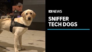 Most sniffer dogs are checking for drugs and explosives but these ones sniff out USBs  ABC News [upl. by Skrap]