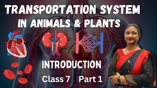 Class 7 Science Chapter 7 Transportation in Animals amp Plants Part 1 Ncert [upl. by Primrose]