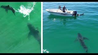 Great White Shark Approaches Spear Fishermen In One of the Closest Encounters Yet [upl. by Ihtraa]