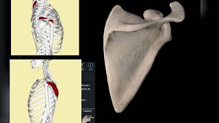 La scapula en 3d [upl. by Soinski151]