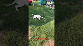 Golden retriever puppy playing [upl. by Reamonn]