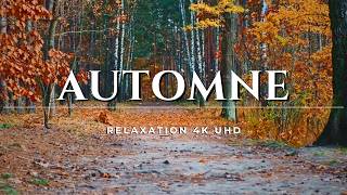 Évasion Automnale  Relaxez vous au Cœur des Couleurs dAutomne 🍂✨ [upl. by Andee]