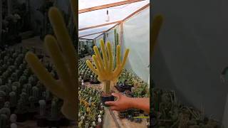 INJERTO Cleistocactus colademononis🌵🐒 youtubeshorts plants videos garden [upl. by Eliason304]