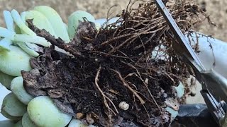 how to repotting and pruning roots of echeveria elegans into a huge succulent plants [upl. by Calendra]