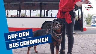 Auf den Bus gekommen Hundetraining bei der BOGESTRA [upl. by Braswell]