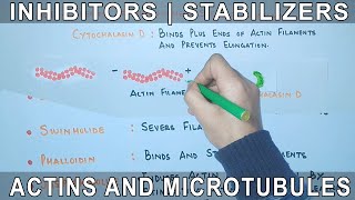 Chemicals that affect the Actin Filaments and Microtubules [upl. by Aillij]