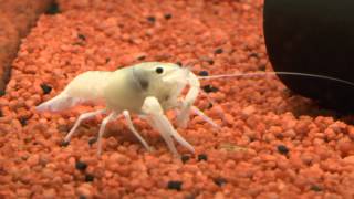 Procambarus clarkii white Weißer Krebs [upl. by Anilegna]