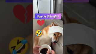 Pyar ke side effect 😅 pawsome funnydog shortvideo [upl. by Ik]