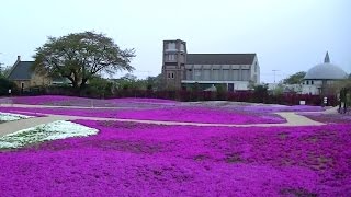 〖トレジャーガーデンの芝桜・ネモフィラ〗 Tobu Treasure Garden  Phlox subulataNemophila [upl. by Ahrens]