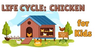 The Cluckin Cycle A Chickens Journey from Egg to Hen [upl. by Danita]