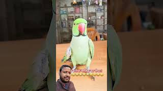 To ne banaya sonu ko bebkoof funny comedy talkingparrot greenscreen mithu tota parrot video [upl. by Brunhilde]